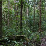 Primary forest