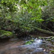 Creek in secondary forest