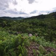 Forests and gardens around Kaiangabip