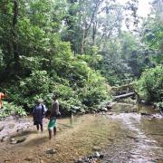 Forest around Kaiangabip