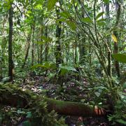 Primary forest around Kaiangabip