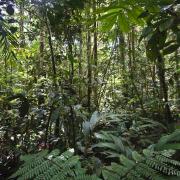 Primary forest around Kaiangabip