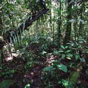 Primary forest around Kaiangabip