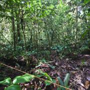 Ant plot in primary forest