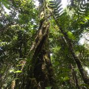 Ficus