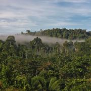 Forests around Kaiangabip village