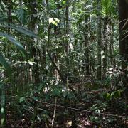 Forest plot