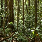 Primary forest