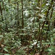 Primary forest