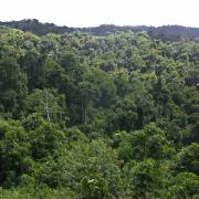 Forests around village