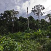 Hectare plot project, one year after felling the trees 