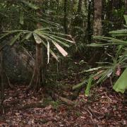 Primary forest