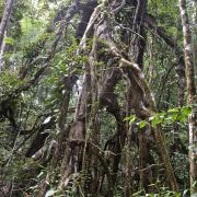 Primary forest, Ficus tree