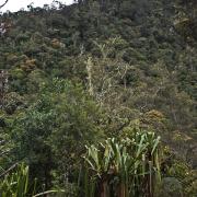 Mountain forests are usually limited to less accessible areas