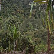 Mountain rainforest