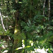 On track in primary forest