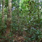 Ant plot in forest