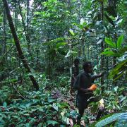 Ant plot in secondary forest