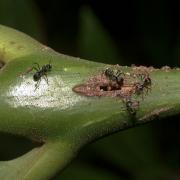 Myristica branches inhabited by Anonychomyrma cf. scrutator