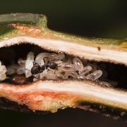 Myristica tree inhabited by Anonychomyrma cf. scrutator