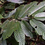 Myristica tree inhabited by Anonychomyrma ants