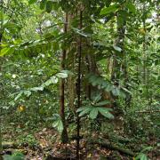 Myrmecophytic tree Myristica subalulata