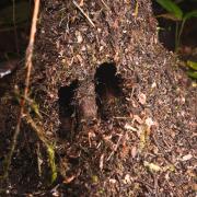 Nest of Aphaenogaster sp. 