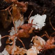 Strumigenys sp.2