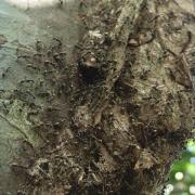 Nest of Polyrhachis sp.1 