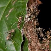 Nest of Polyrhachis cf. sexspinosa 