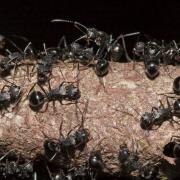 Polyrhachis sp.2