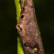 Polyrhachis sp.4