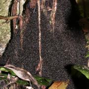 Bivouac of Aenictus sp.