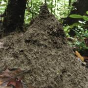 Soil mound of Pseudolasius sp. 