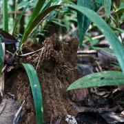 Soil mound of Pseudolasius sp. 